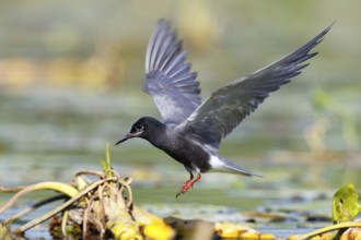 Black Tern (Chlidonias niger) flying, Mecklenburg-Western Pomerania, Germany