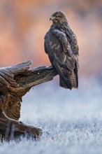 Common Buzzard (Buteo buteo) perched on a stump, Saxony-Anhalt, Germany