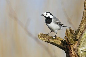 White Wagtail (Motacilla alba), Mecklenburg-Western Pomerania, Germany