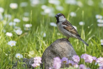 House Sparrow (Passer domesticus) male perched on a stone on a meadow, Mecklenburg-Western,