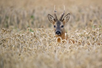 Roebuck (Capreolus capreolus) in wheat, Vechta, Lower Saxony, Germany