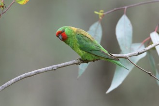 Little Lorikeet (Parvipsitta pusilla), Victoria, Australia