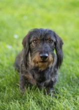 Rough-haired dachshund (Canis lupus familiaris) male, 4 years old, animal portrait, sitting on a