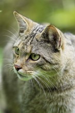 European wildcat or forest cat (Felis silvestris), captive, Switzerland