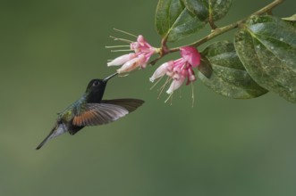 Black-bellied Hummingbird (Eupherusa nigriventris), Costa Rica