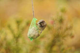 Male house sparrow (Passer domesticus) feeding on a hanging suet ball at a garden bird feeder, warm