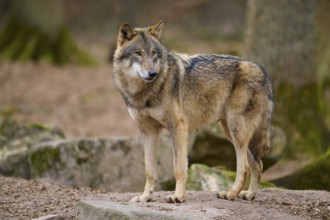 A wolf stands in the forest and looks away sideways, Wolf (Canis Lupus), Germany