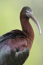 Glossy Ibis (Plegadis falcinellus), Asturias, Spain