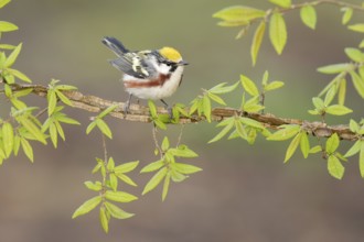Chestnut-sided Warbler (Setophaga pensylvanica) perched on a branch, Texas, USA