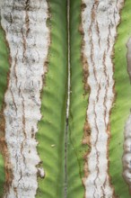 A detailed close up shot of a cactus trunk showcasing its unique texture and vivid green and white