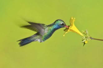 Broad-billed Hummingbird (Cynanthus latirostris), Arizona, USA