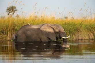 African elephant (Loxodonta africana) in the swamp, Xakanaxa Lagoon, Okavango Delta, Moremi Game