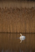 Mute swan (Cygnus olor) adult bird shaking its head on a lake, RSPB Fowlmere nature reserve,