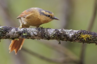 Buff-fronted Foliage-gleaner (Philydor rufum) perched on a branch in the Atlantic rainforest of