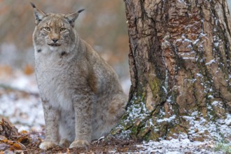 Eurasian Lynx, Eurasian Lynx, (Lynx lynx), animals, mammals, portrait, Kaiserslautern Wildlife