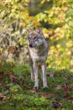 A eurasian gray wolf (Canis lupus lupus) stands on a meadow on a hill with a colourful foliage in