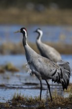 Common crane (Grus grus), Hornborga, Sweden