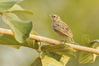Indochinese Bush Lark (Mirafra erythrocephala), Doi Chaing Dao, Thailand