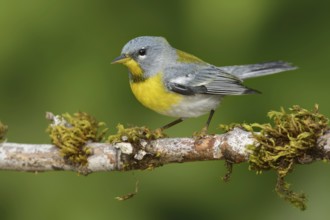 Northern Parula (Setophaga americana), Texas, USA