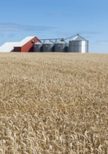 Field of wheat at silos at Sjörup, Ystad municipality, Skåne, Sweden, Scandinavia