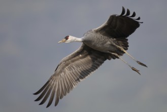 Hooded Crane (Grus monacha), Arasaki, Japan