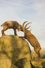 Two male ibex (Capra ibex) playing on a rock in the last light of the day