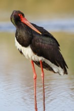 Black Stork (Ciconia nigra), Greece