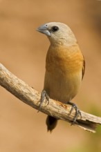 Yellow-rumped Mannikin (Lonchura flaviprymna), Western Australia, Australia