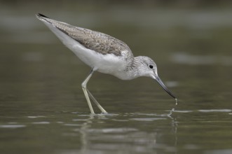 Common Greenshank (Tringa nebularia), Gambia