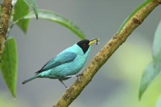 Green Honeycreeper Chlorophanes spiza San Jose, Costa Rica 7 November Adult Male Thraupidae