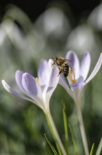 Elfin crocus (Crocus tommasinianus) with honey bee (Apis mellifera), Emsland, Lower Saxony, Germany