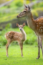 Sika deer (Cervus nippon) mother with her fawn on a meadow, Bavaria, Germany