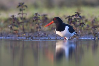 Eurasian Oystercatcher (Haematopus ostralegus), North Rhine-Westphalia, Germany