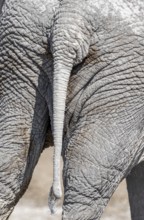 African elephant (Loxodonta africana), detail, rump and tail, Nebrowni Waterhole, Etosha National