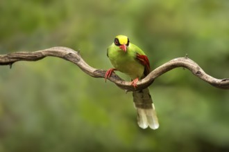 Common Green Magpie (Cissa chinensis chinensis), Yunnan, China