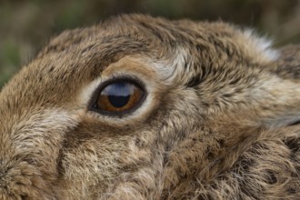 European brown hare (Lepus europaeus) adult animal close up of its head and eye, England, United