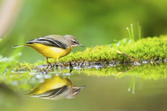 Grey Wagtail (Motacilla cinerea) hunting at a little lake in a swamp, wildlife, Germany