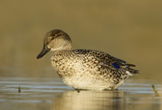 Green-winged Teal (Anas carolinensis) female, Texas, USA