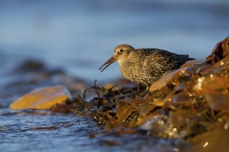 Purple Sandpiper, (Calidris maritima), Animals, Birds, Waders, Varanger, Finnmark, Norway