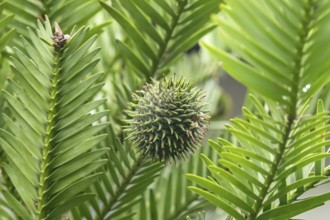 Wollemia (Wollemia nobilis), female flower, Garden Heidi and Gerhard Haimerl, Germany