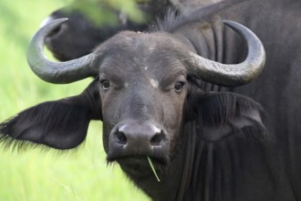 South Africa, Buffalo, Water Buffalo, Krüger NP, Syncerus Caffer, Kruger National Park