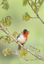 Red-faced Warbler (Cardellina rubrifrons) singing from a branch, Arizona, USA