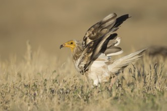 Egyptian Vulture (Neophron percnopterus) in field, Castile-La Mancha, Spain