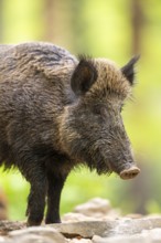 Wild boar (Sus scrofa) walking in a forest, Bavaria, Germany