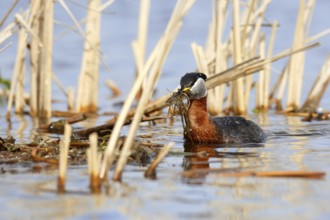 Red-necked Grebe (Podiceps grisegena) with nesting material, Mecklenburg-Western Pomerania, Germany