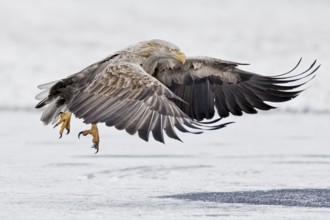 White-tailed Eagle (Haliaeetus albicilla) flying, Poland