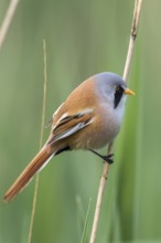 Bearded Reedling (Panurus biarmicus) male perched on reed, Mecklenburg-Western, Pomerania, Germany