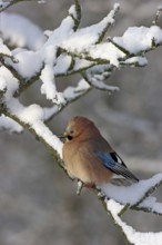 Eurasian Jay (Garrulus glandarius), Rhineland-Palatinate, Germany