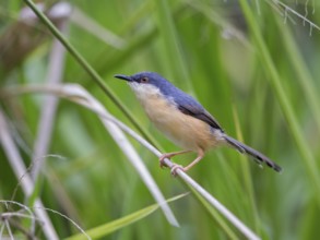 Ashy Prinia (Prinia socialis), Sri Lanka