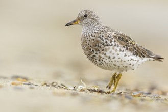 Surfbird (Aphriza virgata) feeding along a river in Nome, Alaska